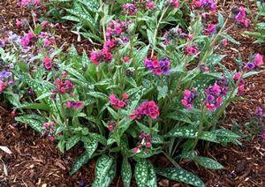 Pulmonaria x 'Raspberry Splash'