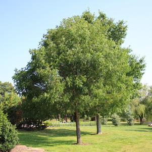 Pistacia chinensis ''