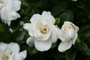 Gardenia augusta 'Crown Jewel'