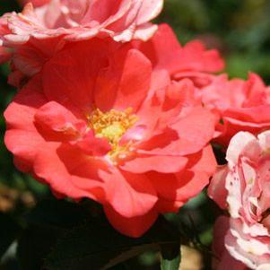 Rosa x 'MEIdriflora'