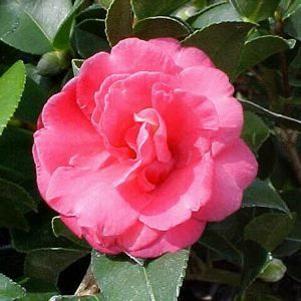 Camellia x 'Autumn Pink Icicle'