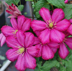 Clematis x 'Ernest Markham'
