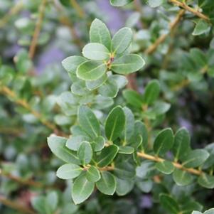 Ilex crenata 'Steeds'