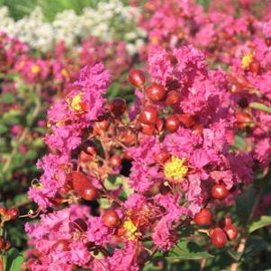 Lagerstroemia indica 'Velma's Royal Delight'