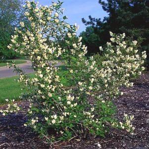 Philadelphus x virginalis 'Minnesota Snowflake'