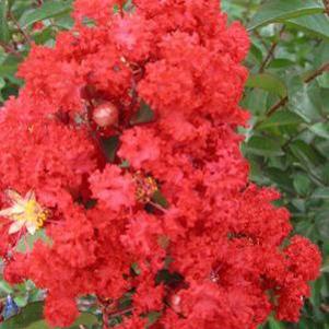 Lagerstroemia indica 'Whit IV'