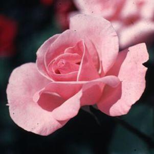 Rosa x 'Tiffany'