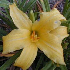 Hemerocallis x 'Eenie Weenie'