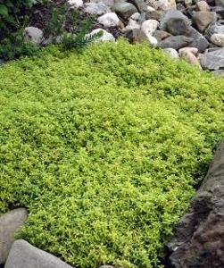 Thymus citriodorus 'Aureas'