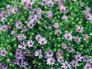 Aster oblongifolius 'October Skies'