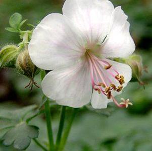 Geranium x cantabrigiense ''