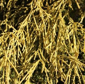 Chamaecyparis pisifera filifera 'Mops'