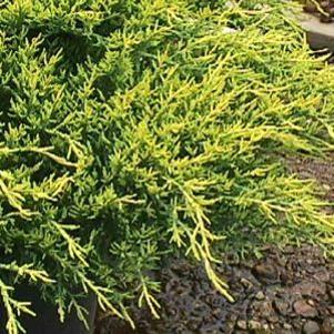 Juniperus chinensis pfitzeriana 'Gold Lace'