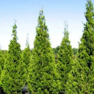 Juniperus virginiana 'Brodie'