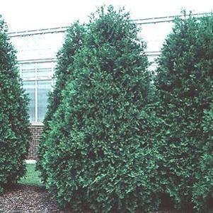 Thuja occidentalis 'Techny'