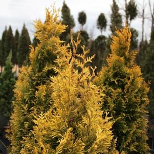 Thuja plicata 'Daniellow'