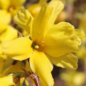 Forsythia x intermedia 'Spectabilis'
