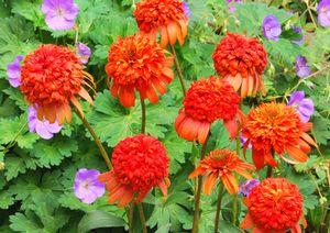 Echinacea x 'Secret Lust'