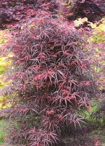 Acer palmatum linearilobum 'Hubb's Red Willow'
