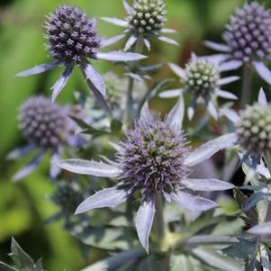 Eryngium planum 'Blue Hobbit'