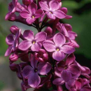 Syringa x hyacinthiflora 'Declaration'