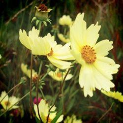 Coreopsis x 'Full Moon'