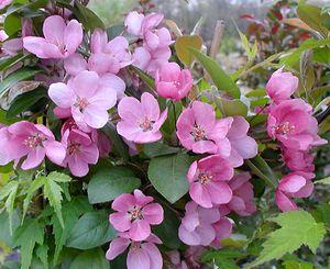 Malus x 'Indian Magic'