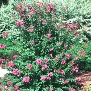 Lagerstroemia indica 'Pink Ruffles'