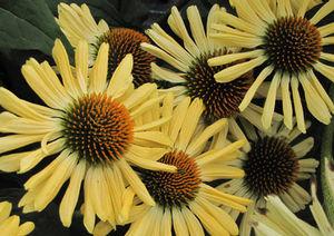 Echinacea x 'Aloha'