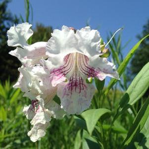 Chitalpa tashkentensis 'Morning Cloud'
