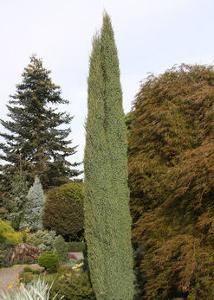 Juniperus communis 'Compressa'