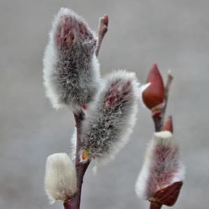 Salix chaenomeloides ''