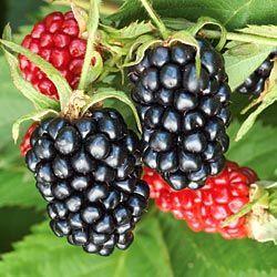 Rubus ursinus 'Apache'