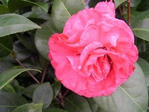 Camellia japonica 'Ack-Scent'