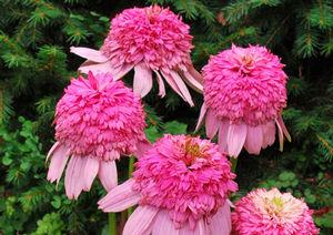 Echinacea x 'Secret Romance'