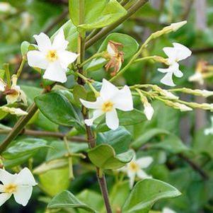 Trachelospermum jasminoides 'Madison'