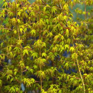 Acer palmatum 'Calico'