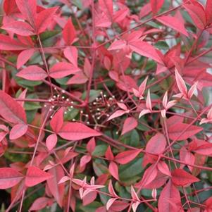 Nandina domestica 'Murasaki'