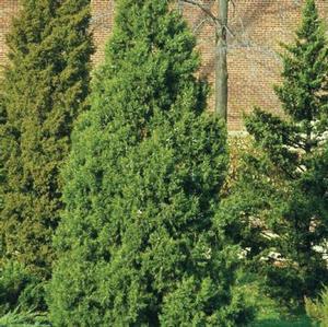 Juniperus chinensis 'Perfecta'