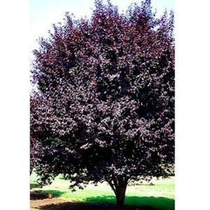 Prunus cerasifera 'Krauter's Vesuvius'