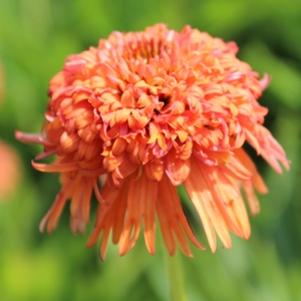 Echinacea x 'Colorburst Orange'