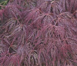 Acer palmatum dissectum 'Beni Kumo No Su (Red Spider Web)'