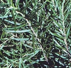 Salix purpurea 'Nana'