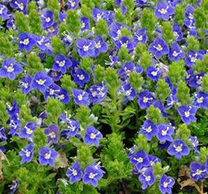 Veronica x 'Tidal Pool'
