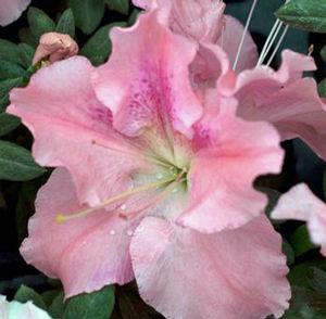 Rhododendron azalea x 'RLH1-1P0'
