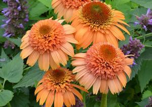 Echinacea x 'Supreme Cantaloupe'