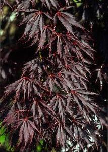 Acer palmatum dissectum 'Sherwood Elfin'