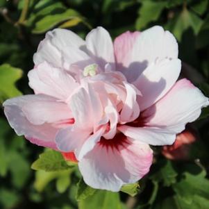 Hibiscus syriacus 'DS0SS'