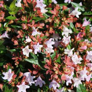 Abelia x grandiflora 'Raspberry Profusion'