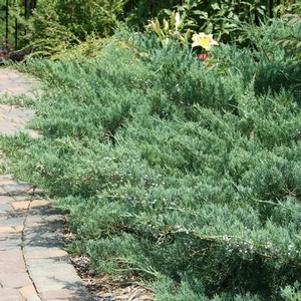 Juniperus virginiana 'Greguard'